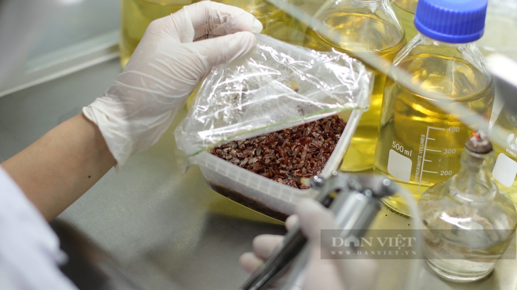 Cử nhân luật về quê nuôi cấy thành công đông trùng hạ thảo, bán 20 triệu/kg - 5 Cử nhân luật về quê nuôi cấy thành công đông trùng hạ thảo, bán 20 triệu/kg - 5
