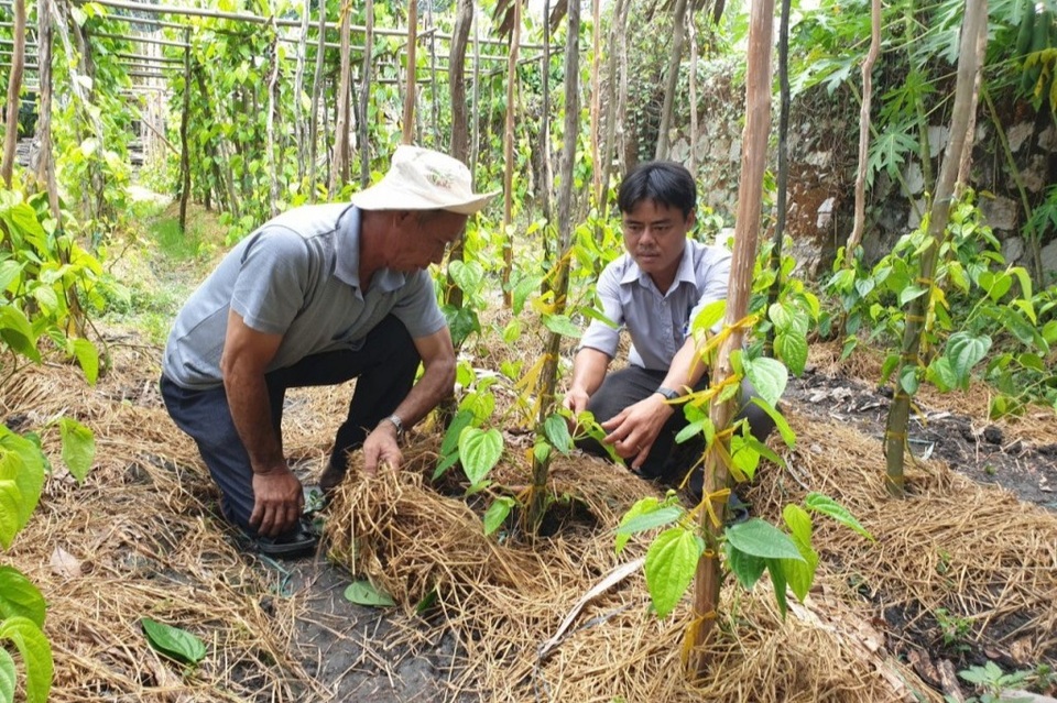 Cả làng ấm no nhờ trồng lá trầu để... xuất ngoại - 3 Cả làng ấm no nhờ trồng lá trầu để... xuất ngoại - 3