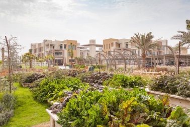 Cảnh "trồng rau, nuôi gà" trong thành phố xanh đầu tiên ở Dubai