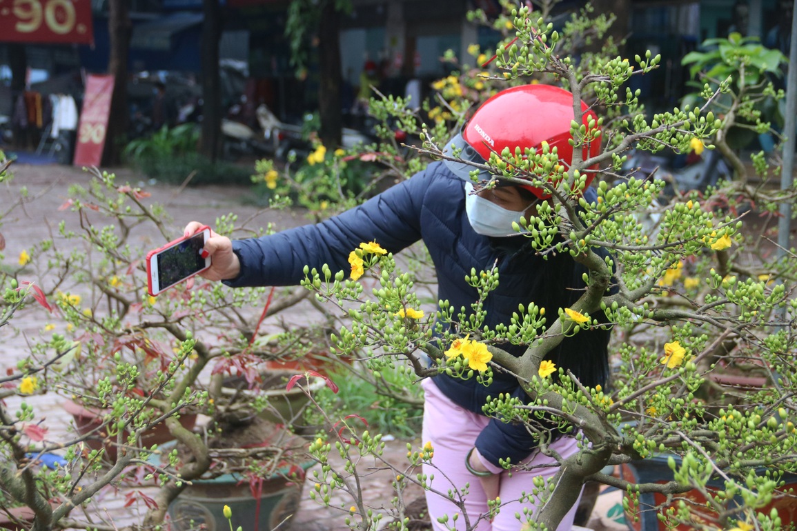 Hoa mai từ Bình Định bay ra Hà Nội đón Tết - 4