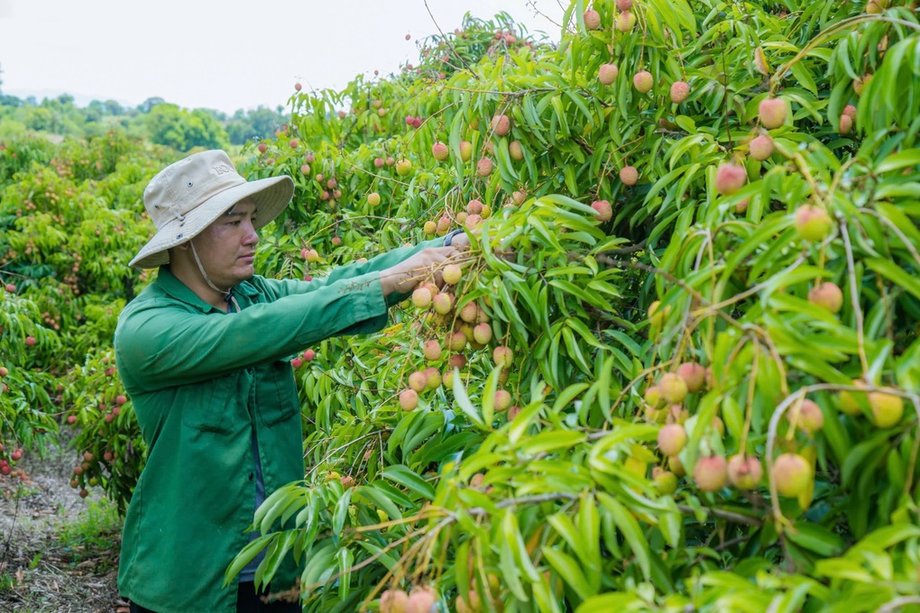 Trúng lớn từ vải thiều chín sớm, nông dân Đắk Lắk bỏ túi tiền tỷ