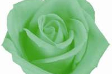 Giải pháp "Hoa Hồng Xanh"