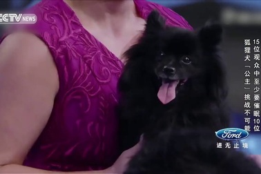 Chú chó thôi miên vừa tái xuất trên truyền hình Trung Quốc