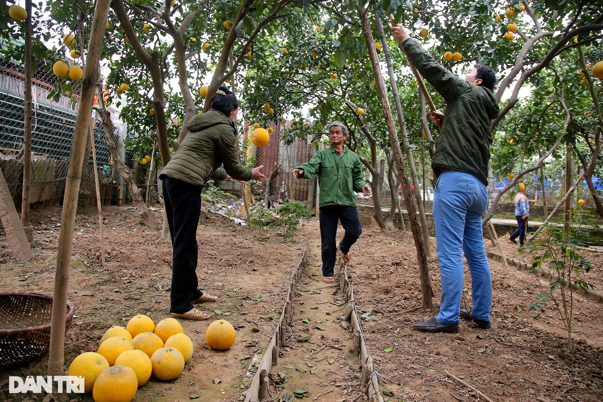 Bưởi Phú Diễn ở Hà Nội vàng rực vụ mùa Tết - 5