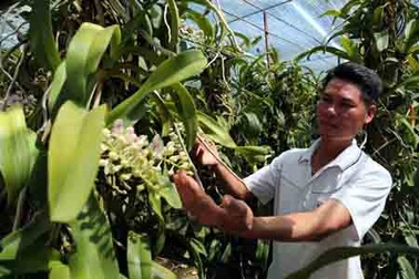 Thoát nghèo, kiếm bạc tỷ mỗi năm từ ... lan rừng