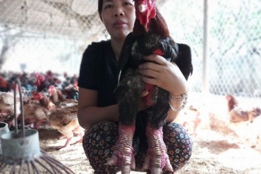 Nuôi gà "khệnh khạng" có tiền xây nhà to, cho 2 con du học