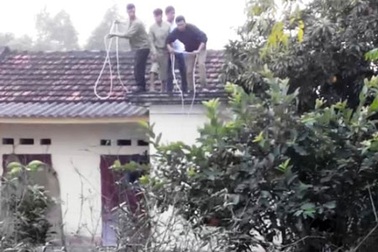 Vây bắt trâu "điên”, 1 người bị húc gãy cả 2 chân