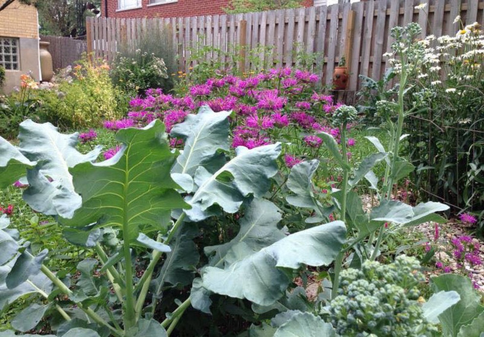 Nữ giáo viên nghỉ việc, làm vườn rau trái sạch chữa bệnh cho gia đình - 9 Nữ giáo viên nghỉ việc, làm vườn rau trái sạch chữa bệnh cho gia đình - 9