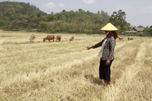 Hạn hán khốc liệt tại Đắk Lắk