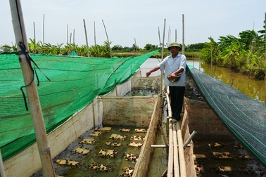 Hải Hậu (Nam Định): Hơn 220 trang trại, gia trại do cựu chiến binh làm chủ