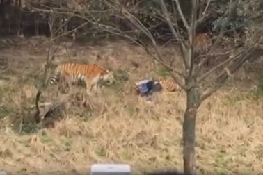 Trốn vé vào vườn thú, người đàn ông Trung Quốc bị hổ vồ chết