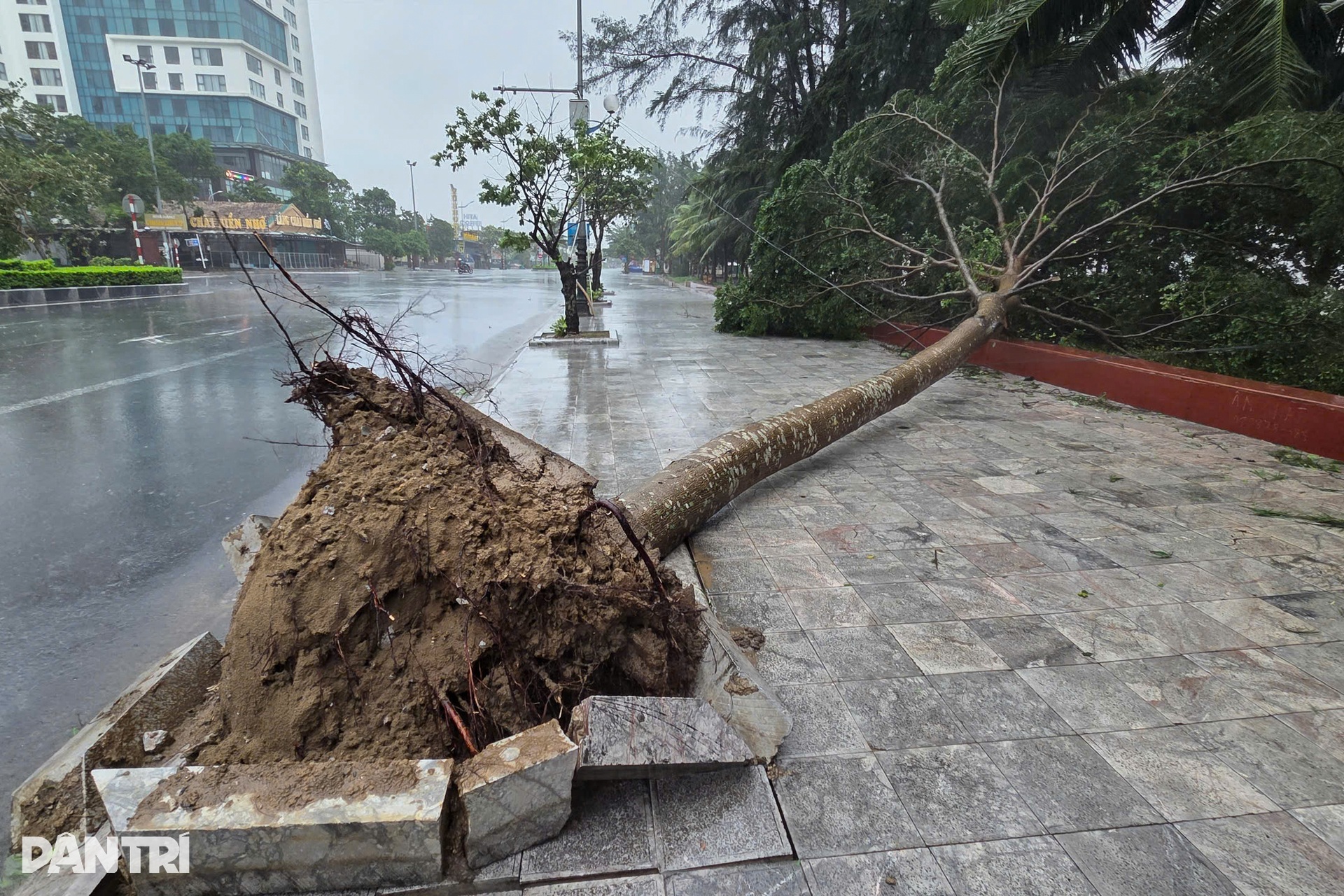 Tàu lật, cây đổ, nhà tốc mái do ảnh hưởng bão Wipha - 8 Tàu lật, cây đổ, nhà tốc mái do ảnh hưởng bão Wipha - 8