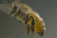 Ong làm mật như thế nào?