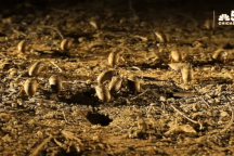 Hơn 1.000 tỷ con ve sầu sắp chui lên khỏi lòng đất