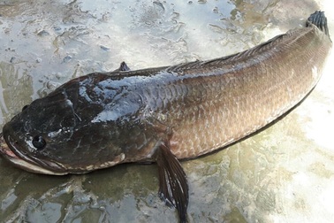 Bắt được cá lóc "khủng" nặng 7kg khi tát ao