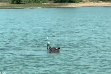 Diệc "thản nhiên" đứng trên lưng hà mã như đang lướt sóng giữa sông