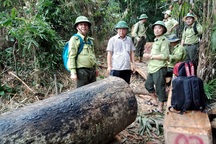 Vụ tàn phá rừng phòng hộ: Nhiều lực lượng mà không giữ được rừng!