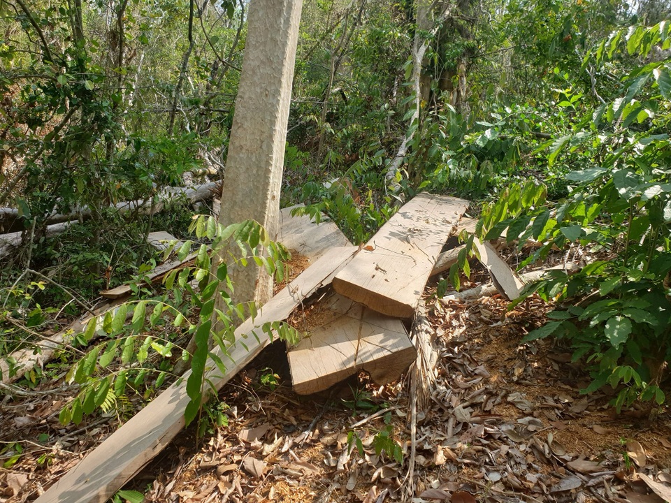 Rừng giáp ranh Đắk Lắk - Gia Lai bị tàn phá đáng báo động - 3 Rừng giáp ranh Đắk Lắk - Gia Lai bị tàn phá đáng báo động - 3