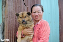 Cưu mang chú chó 3 chân không ngờ chú chó cứu sống chủ khỏi cửa tử