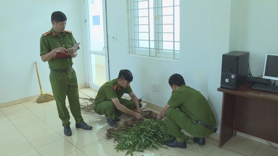 Hàng trăm cây cần sa được trồng trong... rẫy cà phê - 1 Hàng trăm cây cần sa được trồng trong... rẫy cà phê - 1