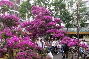 Cây hoa giấy hình "thác đổ" giá gần 100 triệu đồng