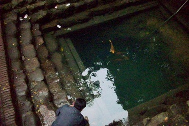 Kỳ lạ “ông cá” giếng Ngọc làng Diềm nổi lên… chơi với du khách