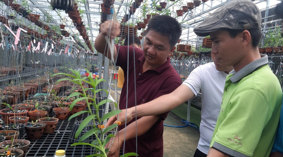 Cơn sốt lan đột biến và thú chơi tiền tỷ: Cẩn trọng khi đầu tư vào lan Var - 2 Cơn sốt lan đột biến và thú chơi tiền tỷ: Cẩn trọng khi đầu tư vào lan Var - 2