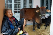 Người dân Gia Lai vật lộn giữa lũ lịch sử, đưa bò đến trụ sở xã trú