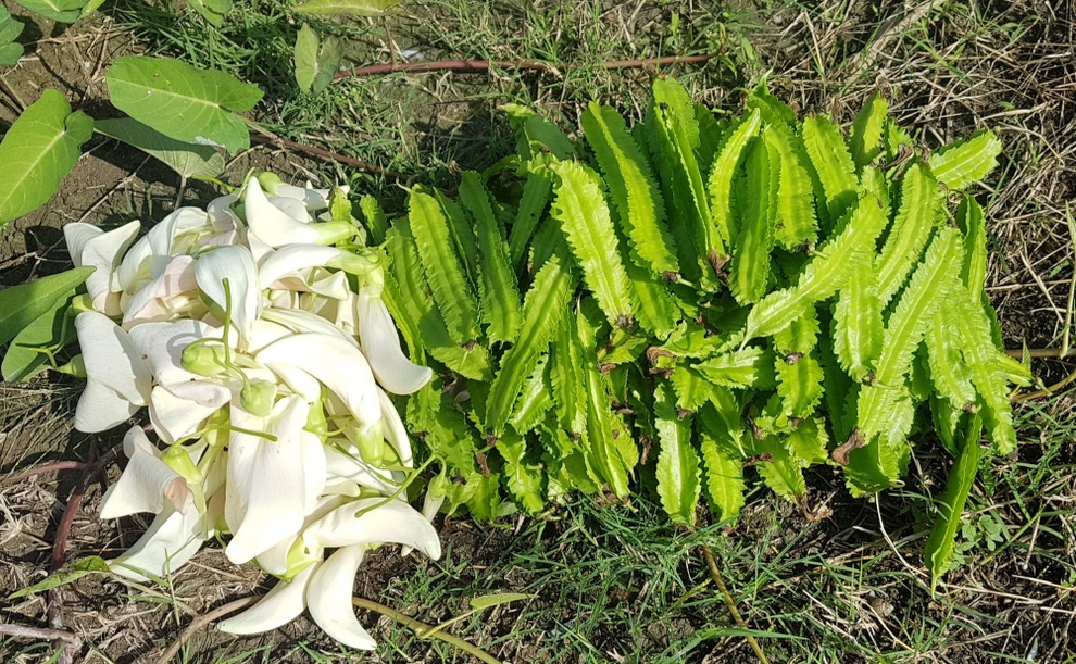 Vườn quê tràn ngập hoa và rau trái sạch của mẹ đảm ở Long An - 9 Vườn quê tràn ngập hoa và rau trái sạch của mẹ đảm ở Long An - 9