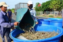 Bạc Liêu: Dự kiến đào tạo 120.000 lao động nông thôn giai đoạn 2020-2030