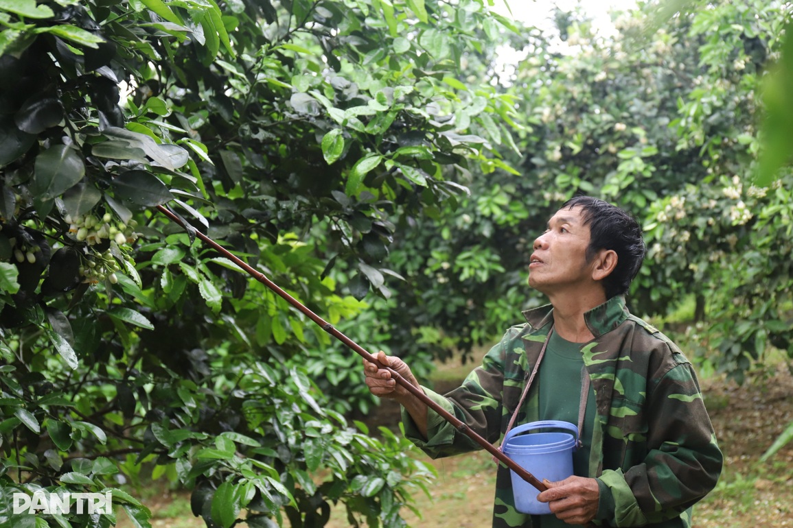 Bí quyết se duyên cho cây đặc sản để tăng năng suất gấp 3 lần - 6 Bí quyết se duyên cho cây đặc sản để tăng năng suất gấp 3 lần - 6