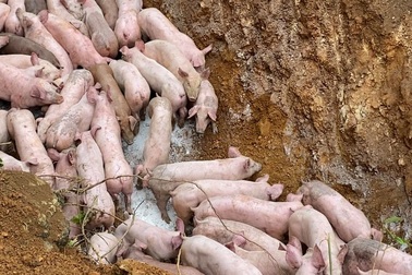 Đàn lợn cả trăm con nghi nhiễm bệnh bị vứt bỏ lăn lóc bên đường