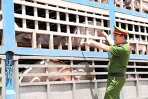 Người đàn ông lên mạng mua 180 con lợn nhiễm dịch tả
