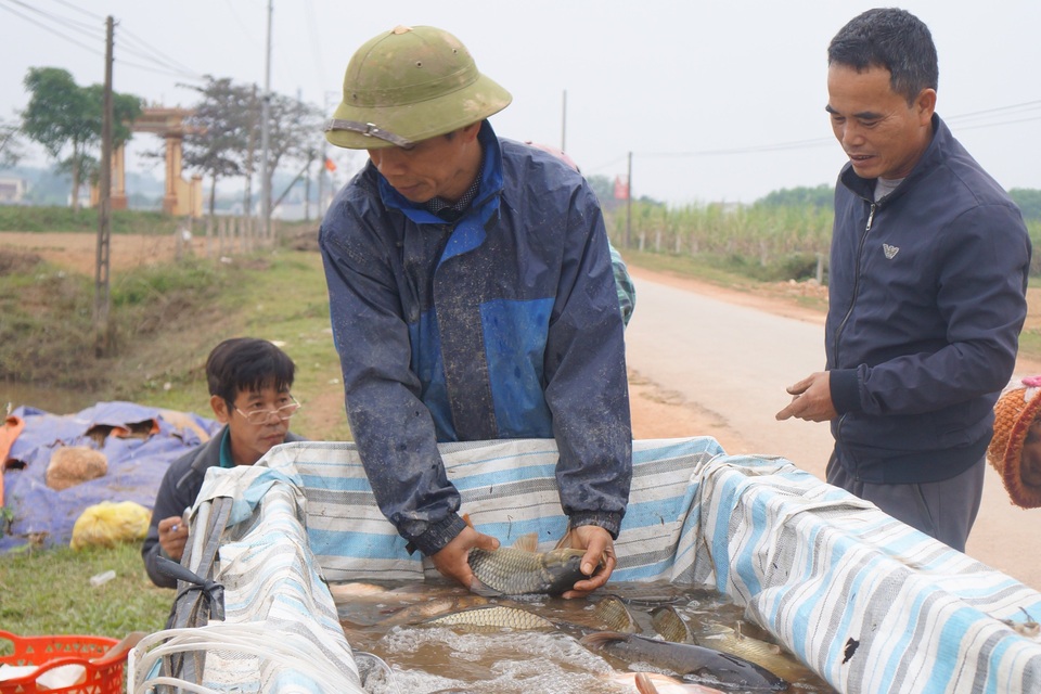 Giáp Tết, bội thu nhờ nuôi cá vụ 3 thay trồng lúa - 5 Giáp Tết, bội thu nhờ nuôi cá vụ 3 thay trồng lúa - 5