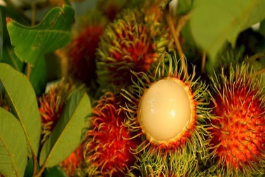 Những lợi ích sức khỏe của chôm chôm