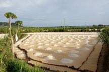 Quảng Ngãi: Mùa gieo "vàng trắng"