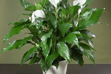 ​15 loại cây hút khí độc tốt nên trồng trong nhà mùa hè