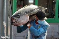 Cá ngừ đại dương 3 - 4 người khiêng cập cảng, ngư dân thắng lớn vụ cuối năm