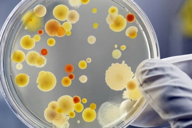 Bệnh thường hóa nguy hiểm vì “đại dịch” mang tên kháng thuốc