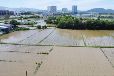 Ngập úng kéo dài giữa mùa hè, nông dân bỏ ruộng hoang