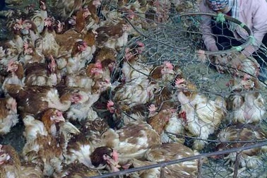 Gà Trung Quốc ồ ạt vào các chợ