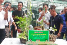 Trái đắng lan Phi điệp đột biến: Đang bán tháo rất mạnh?