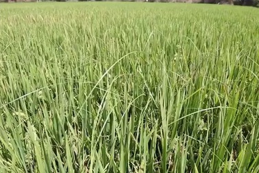 Mùa màng bội thu nhờ… nữ diễn viên gợi cảm