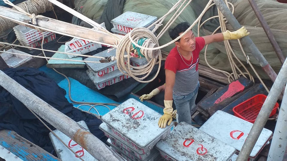 Cận cảnh những mẻ cá khủng kịp cập bến phục vụ rằm tháng 7 - 5 Cận cảnh những mẻ cá khủng kịp cập bến phục vụ rằm tháng 7 - 5