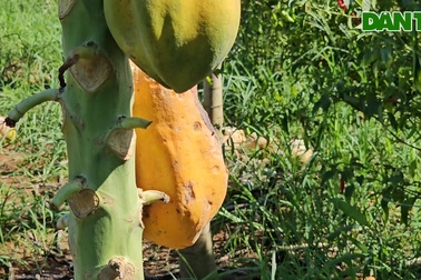 Người trồng đu đủ khóc ròng vì quả chín rụng vàng gốc, chưa ai thu mua