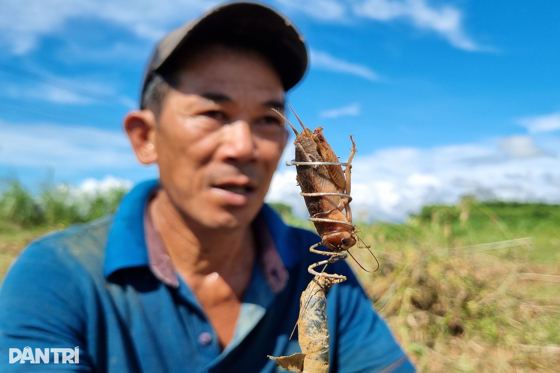 Kỹ nghệ bắt dế bằng... lò xo, kiếm 500.000 đồng mỗi ngày - 11 Kỹ nghệ bắt dế bằng... lò xo, kiếm 500.000 đồng mỗi ngày - 11