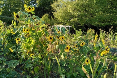 Cặp đôi "bỏ phố về quê" làm nông nghiệp sạch, trồng rau trái sum suê