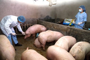 Ninh Bình: “Dập” được ổ dịch cũ, xuất hiện thêm 2 ổ dịch tả lợn châu Phi mới