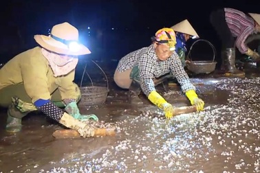 Vụ ngao chết hàng loạt: Không phát hiện vi rút và kí sinh trùng gây bệnh