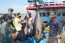 Ngư dân Phú Yên đón lộc biển đầu năm